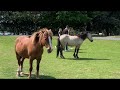 Perfect day in Beaulieu Village, New Forest: hanging out with the local donkeys 😍😍 #nature #travel