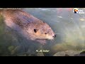 Beaver Who Loves the Bathtub Gets His Very Own Pond | The Dodo