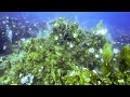 Roatan_Dive_01