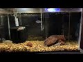 Tampa Bay Cichlids unboxing