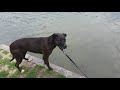 Staffordshire Bullterrier Hündin holt den neuen Ball aus dem Ägerisee