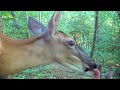 I Put a TRAIL CAMERA in the Woods for 70 Days, Here’s What Happened…