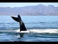 Humpback whale gives show after being rescued. [VIDEO].flv