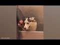 Funny Dogs Refuse To Take a Bath 🤣 Funny DOG videos 2024