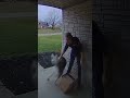 HILARIOUS Delivery Driver Pet Encounters