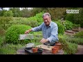 Lavender plants for free | How to take lavender cuttings