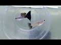 🐟Guppy video collection & Relaxing Music 🎶 #fishkeeping #guppy #guppyfish #aquarium