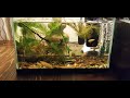 White cloud minnows breeding experiment