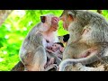 G0dHeIp! Monkey baby got almost unconscious falling from 25 meter tree while his mom-was-A.ttaacked