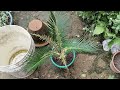 Grow & Care Of Cycas Or Sago Palm | Treat Your Dying Cycas Palm