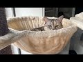 This is how my cat waits to be tucked in...  15000 subscriber special