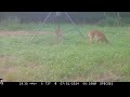 Deer Feeder Cam: Browning Spec Ops Edge June 29- July 2, 2024