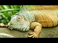 Animals of Amazon 4K - Animals That Call The Jungle Home | Amazon Rainforest |Scenic Relaxation Film