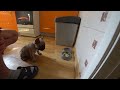 French Bulldog Dobby waiting command to start eat. Cute puppy! Smart dog