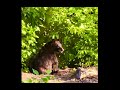 Mama Bearand her 2 cubs visiting home in Gatlinburg watch till end and enjoy