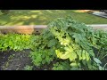 Late May Garden Tour