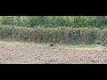 Big Cat Spotted Near Stinchcombe Gloucestershire PT3