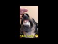 Angry Dog Killer Smile 😁 #Shorts