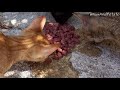 Hungry Street Cats of Dubrovnik Croatia - Feeding Stray Cats