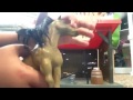 Washing a toy horse