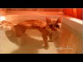 ✔ New Funny Cat Videos 2016 - Funny Cat Videos ✔