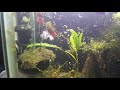 A little over 2 minutes of my snails being silly