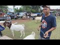 Review biggest goat in boer goat show 2023