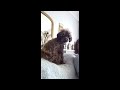 Missy's 2nd Year Montage (toy poodle)