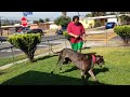 Great Dane Chasing Water