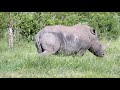 Krugerpark safari 2020