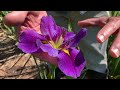 How to Care for Irises