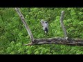 Ever heard a great blue heron squawk? Watch AND LISTEN in luxurious 4K quality.