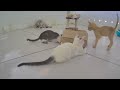 🐱 New Funny Cats and Dogs Videos 🤣 Best Funny Videos compilation Of The Month 😸