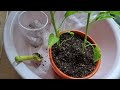 베란다에서 화분에 고추 키우면 생기는 일!! How to grow peppers on the veranda| 고추모종 Challenge to grow peppers in a pot