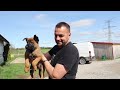 Picking MALINOIS puppies for clients! Pt. 1