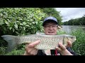 FANTASTIC Chub Fishing on the River Ribble | Ledgering with flavoured meat