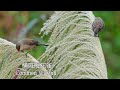 橫斑梅花雀/Common Waxbill