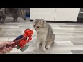 Funniest Animals 2023 😂 Funny Cats and Dogs Videos 😺🐶 Part 516