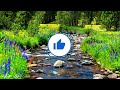 Calming nature sounds to aid sleep and focus