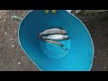 Catching Copper River Red Salmon Using a Fishwheel