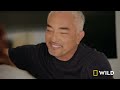 Jurassic Pack: When Dogs Battle (Full Episode) | Cesar Millan: Better Human Better Dog