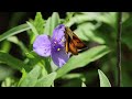 Byssus Skipper