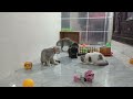 Best Funny Dogs and Cats Videos 😹🐶 Funniest Animal videos 2024😎