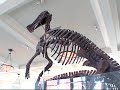 American Museum of Natural History in New York Dinosaur film (better resolution 2013)