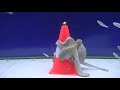 Octopus Reacts to Traffic Cone - Episode 1