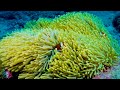 Aquarium 4K VIDEO (ULTRA HD) 🐠 Beautiful Coral Reef Fish - Peaceful Music & Colorful Marine Life #20