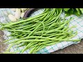 Organic garden | harvested today || खस्थ’ खालामनायनि मोनजालायबाय एसे एनै मैगं