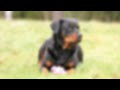 7 Things You Must NEVER Do To Your Rottweiler Dog