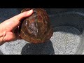 I tried sprinkling vinegar on a parasite-covered Reeve's turtle