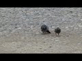 Male pigeon trying to show nice but the female not even looking at him.